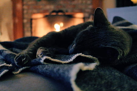 Cat Lying on Cloth thumbnail