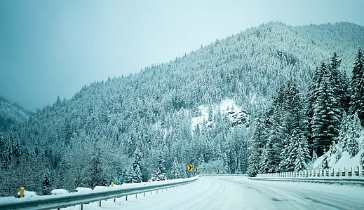 snow-covered pine trees thumbnail