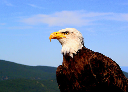 white and brown bald eagle thumbnail