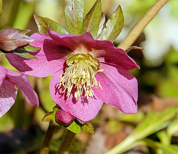 pink and yellow flower thumbnail