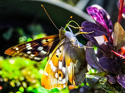 owl butterfly thumbnail