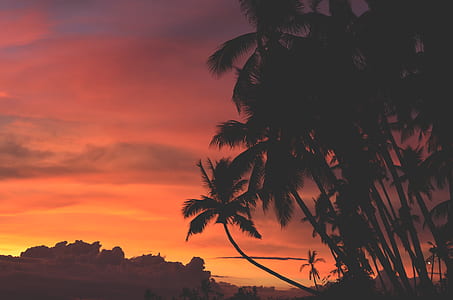 silhouette of coconut tree thumbnail
