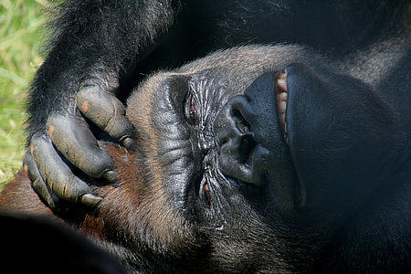 black Gorilla holding head thumbnail