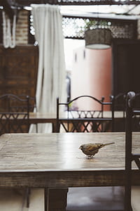 brown bird perched on table thumbnail