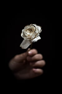 tilt shift lens photography of white rose thumbnail