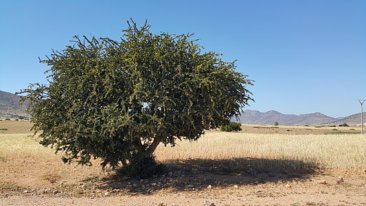 tree near mountain thumbnail