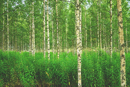 forest trees at daytime thumbnail