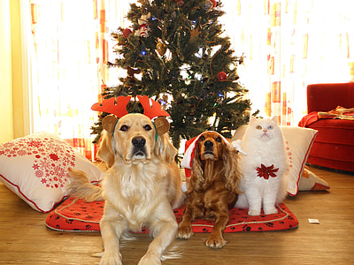 adult golden retriever, brown English cocker and white cat near christmas tree thumbnail