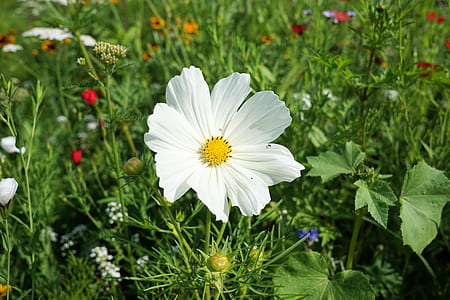selective focus photography of white daisy in bloom thumbnail