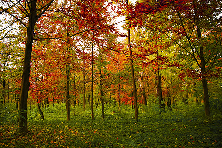 red leafed trees thumbnail