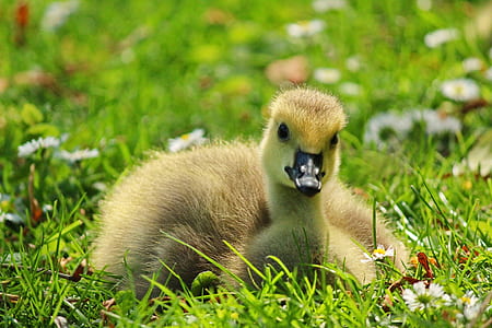 brown duck on grass during daytime thumbnail