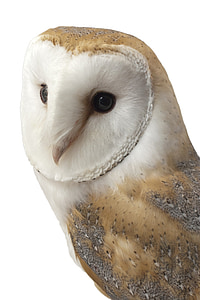 brown and white owl thumbnail