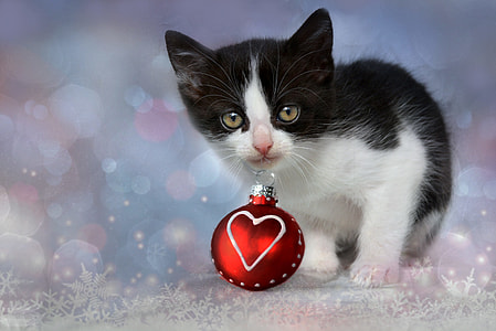 short-fur black and white kitten thumbnail