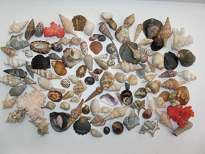 assorted-color sea shells on white wood plank thumbnail