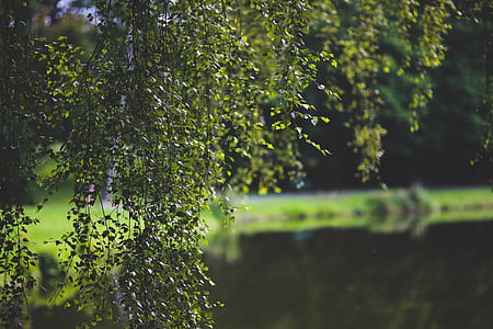 Birch-tree thumbnail