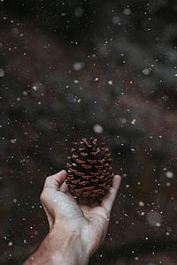 person holding brown pine cone thumbnail