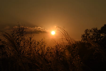 wheat under clouds during sunset thumbnail