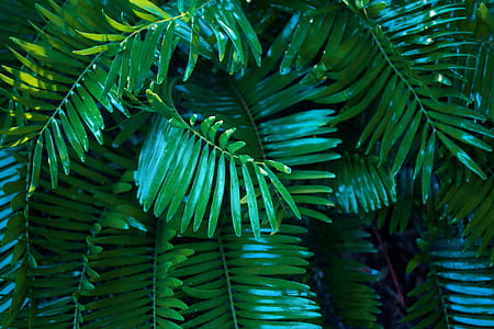 green leafed plant thumbnail