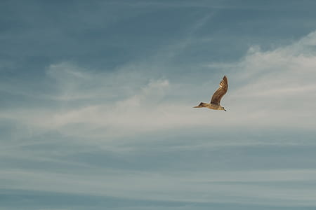 photo of flying bird during daytime thumbnail