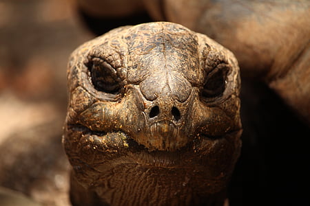 selective focus photography of brown tortoise thumbnail