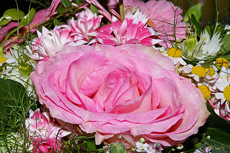 close up photo of pink rose beside white chamomiles thumbnail