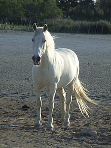 white horse standing on sand during daytime thumbnail