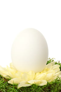 white egg on yellow daisy flower thumbnail