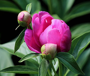 two pink flowers in tilt shift lens photography thumbnail