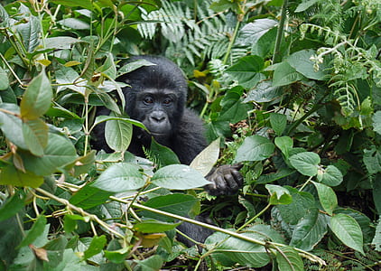 primate hiding behind bush thumbnail