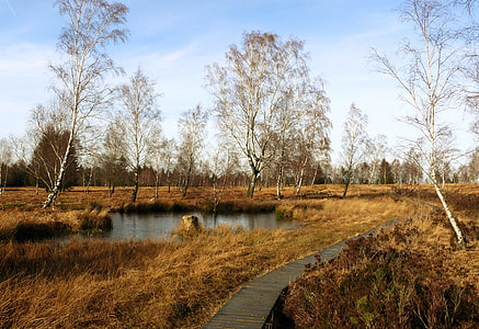 brown grass lawn thumbnail