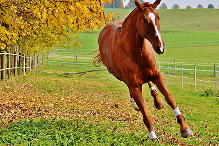 brown horse on green grass field during daytime thumbnail