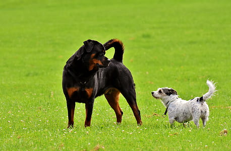 adult mahogany Rottweiler standing beside white short-coated white and black dog on green grass during daytime thumbnail