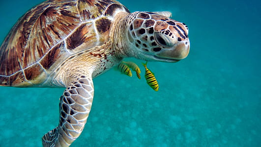 turtle swimming under the oceans over three yellow fishes thumbnail