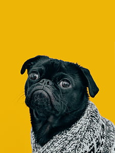 black pug wearing gray and black suit thumbnail