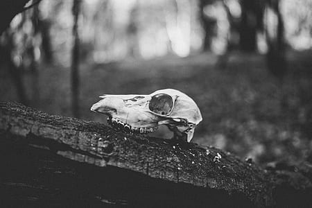 grayscale photography of animal skull thumbnail