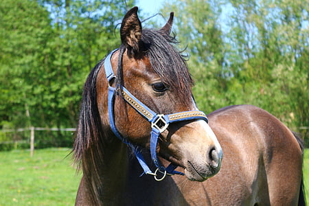 brown horse thumbnail