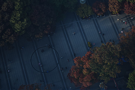 green trees thumbnail