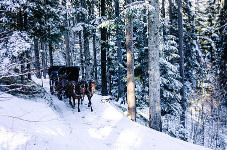 horse with carriage on snow covered field in forest thumbnail