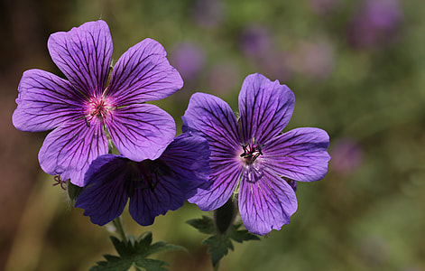 selective photography of purple malva flower thumbnail