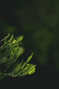 green leaf plants shallow photography thumbnail