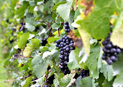grapes fruit thumbnail