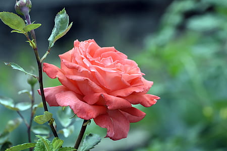 shallow focus photography of pink flower thumbnail