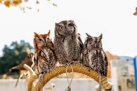 three owls perch at the rope during daytime thumbnail