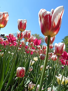 green and red petaled flowers thumbnail