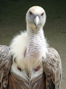 brown and white vulture thumbnail