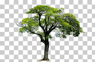 Tree Acrylonitrile butadiene styrene Monomer 1,3-Butadiene, Trees,Trees,Landscape tree, green tree PNG clipart