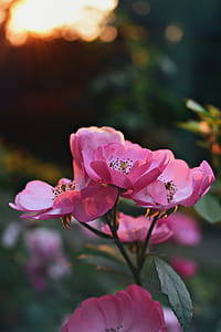 Selective Focus Photography of Pink Petaled Flower thumbnail