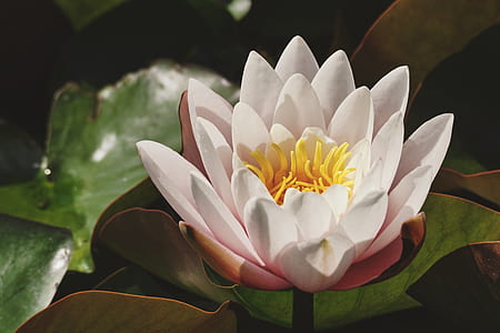 white petaled flowers on green leaf thumbnail