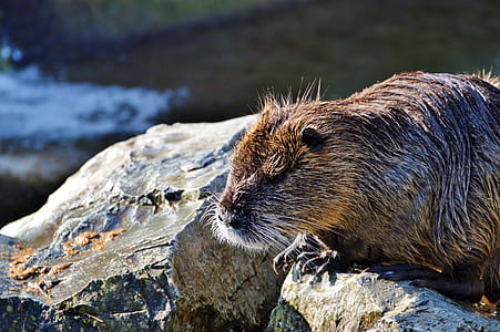 brown beaver standing on gray rock thumbnail