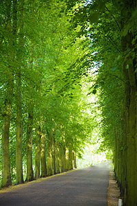 asphalt road surrounded by green trees during daytime thumbnail